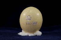 藏品(鴕鳥卵)的圖片